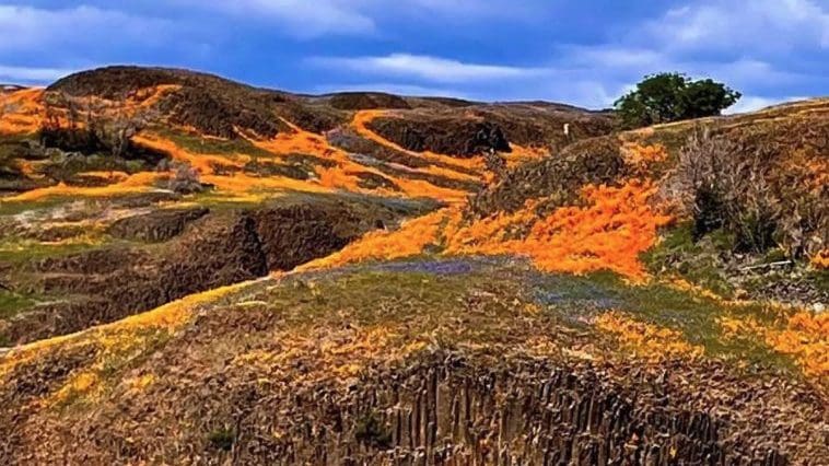 7 Unique Ways to Experience Northern California Wildflowers