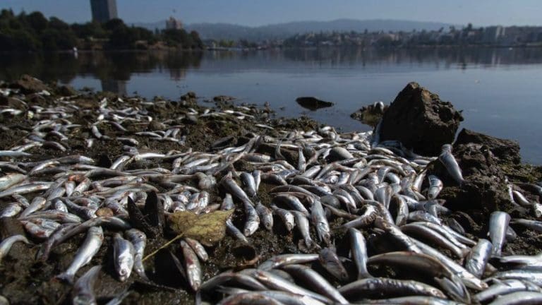 Lake Merritt fish die-off: Can the city help? Can you? Will decimated species bounce back?