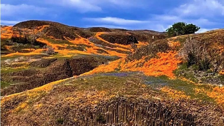 7 Unique Ways to Experience Northern California Wildflowers