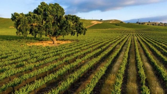 Summer Tasting Adventures in Livermore Valley Wine Country
