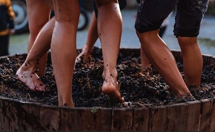 Grape Stomps + Wine Galore at This Fall’s Harvest Happenings