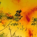 Wolfgang Tillmans — To look without fear