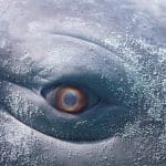 Wu Tsang’s Moby Dick; Or, The Whale