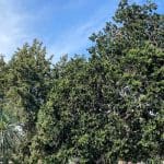 Sculpture Sip and Stroll