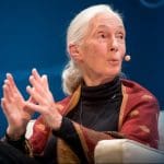 Jane Goodall Celebrating 90
