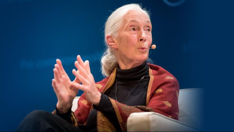 Jane Goodall Celebrating 90