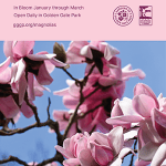 magnificent magnolias