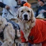 Dog Days at Oracle Park with SF SPCA