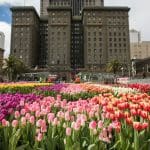 Flower Bulb Day in San Francisco