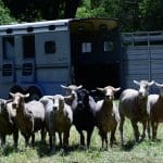 Sheep Shearing & Fiber Arts Festival 2025