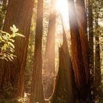 Free National Parks Day: Muir Woods & Yosemite for Juneteenth 2025
