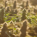 The Future of Cannabis in California