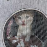 Joybound’s Unleash Happiness 2025