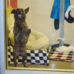 Joybound’s Unleash Happiness 2025