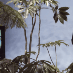 “Look, Ma– No Hands! The Early Days of Biofeedback Art”