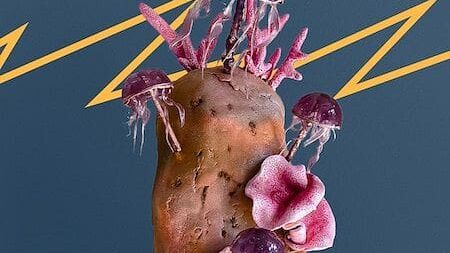 Science is a Piece of Cake Marine Biology