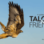 Talons & Friends