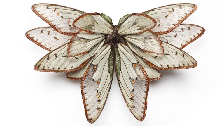 Wunderkammer: The Collection of Susan Beech