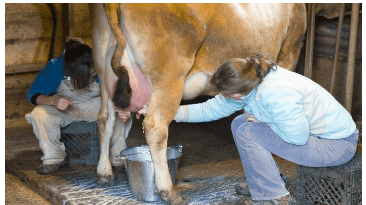 Morning Cow Milking Experience