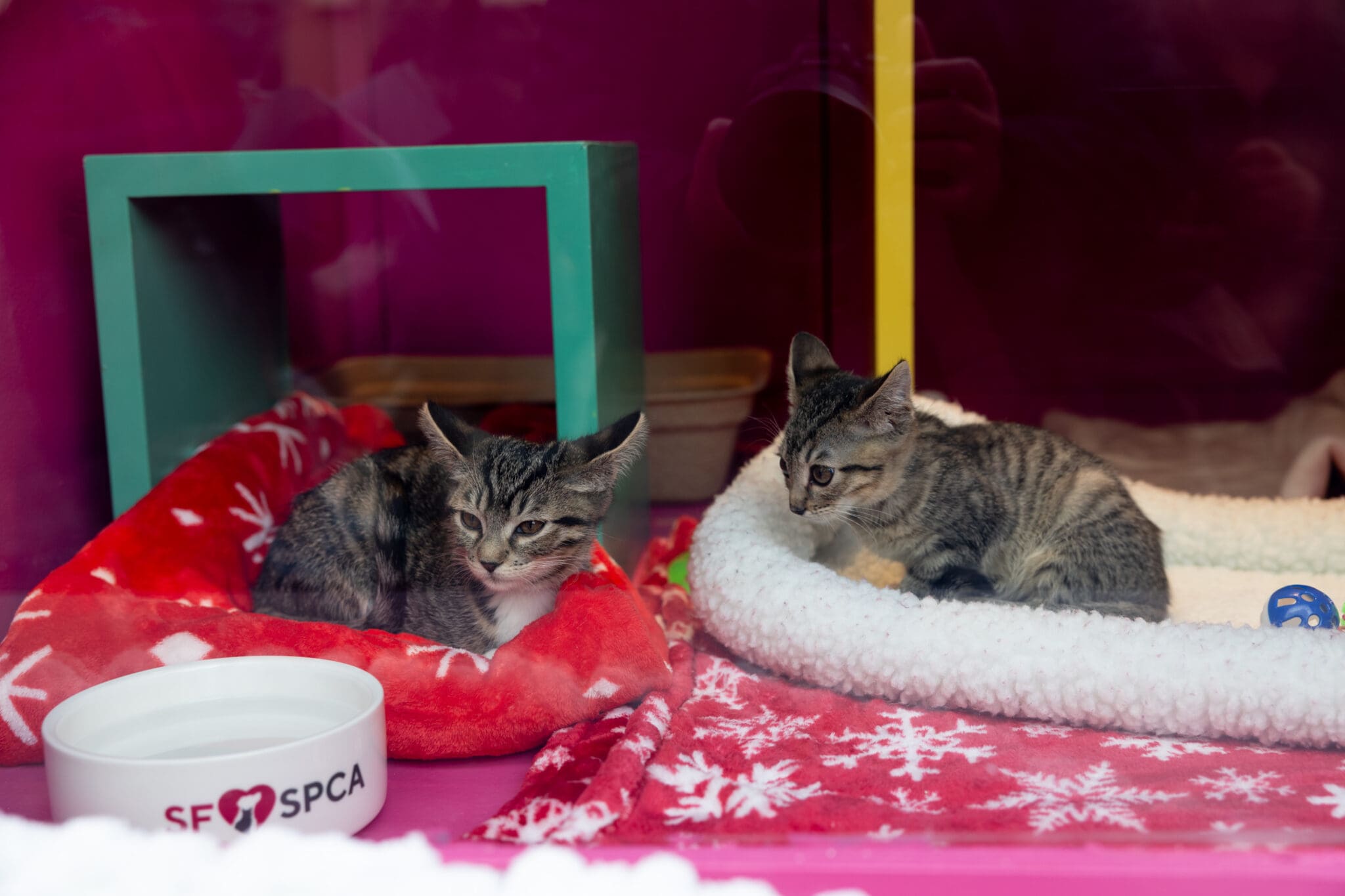 SF SPCA - MACY'S WINTER WALK