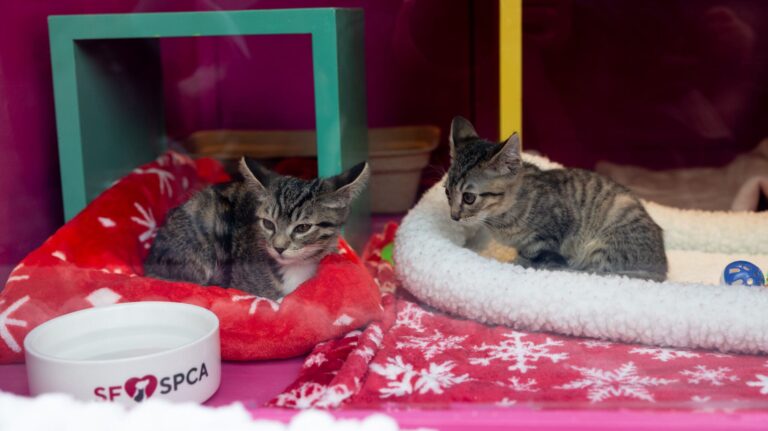 SF SPCA Holiday Windows