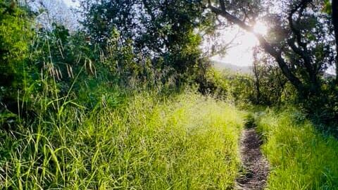 Digital Well-Being & Forest Therapy Walk