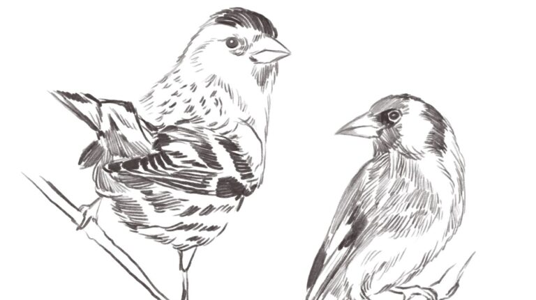 Feathered Field Sketch