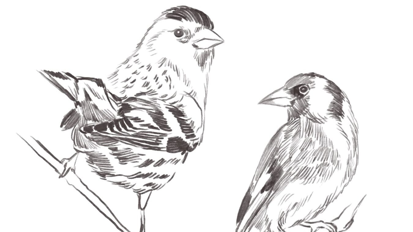 Feathered Field Sketch