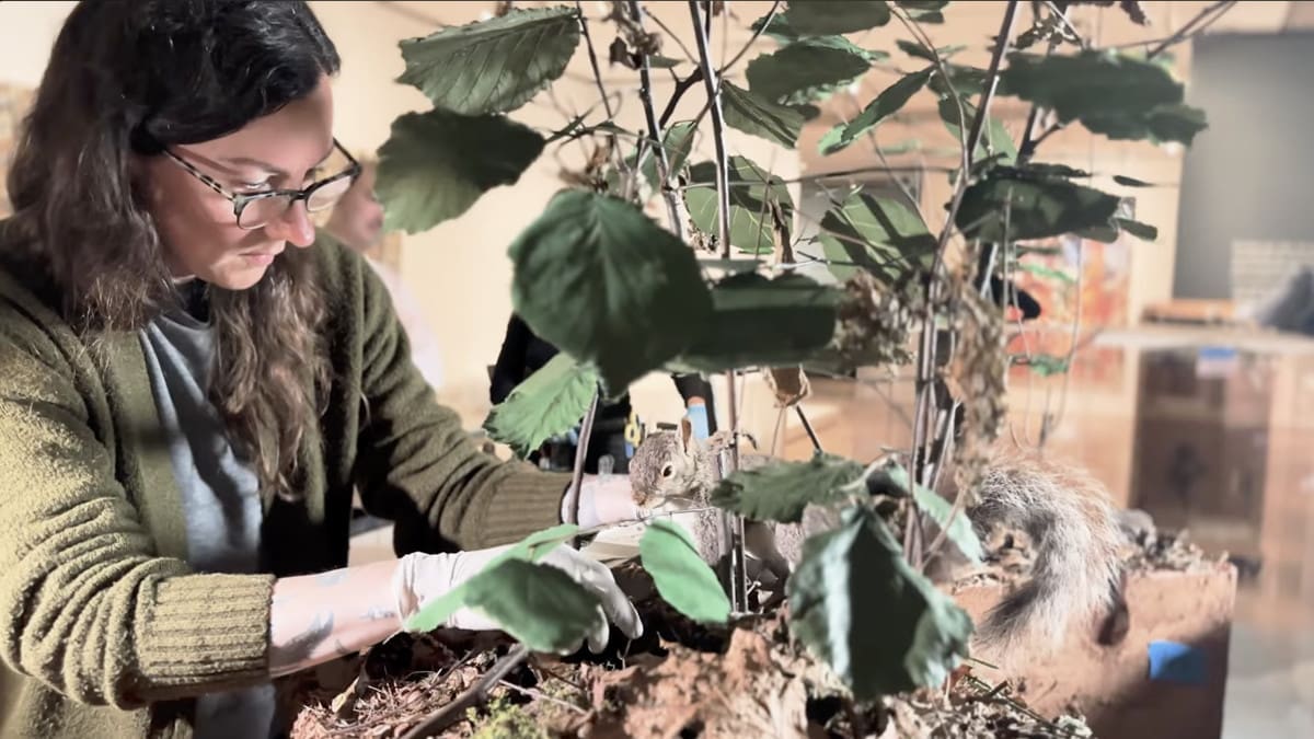 Alicia Goode working with a museum specimen