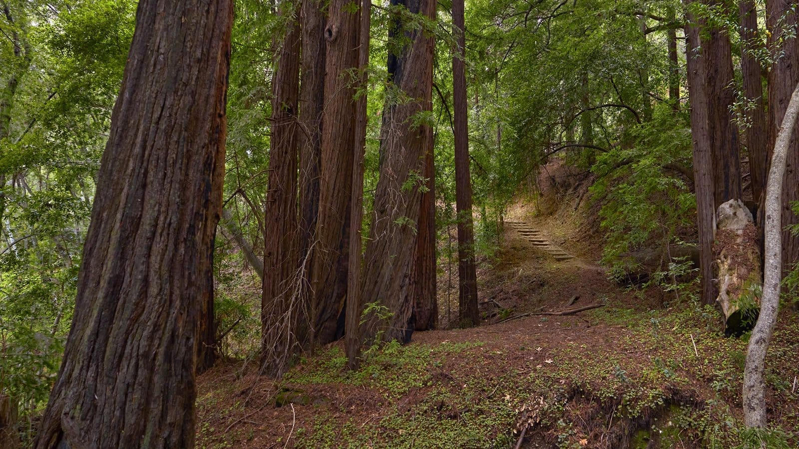 John Adams The Dharma at Big Sur with the San Francisco Symphony